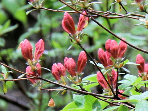 Rhododendron kaempferi var. kaempferi