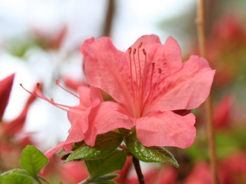 Rhododendron kaempferi var. kaempferi