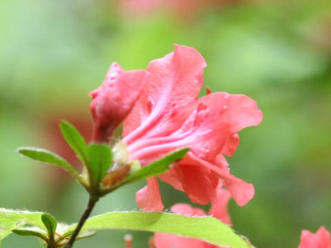 Rhododendron kaempferi var. kaempferi