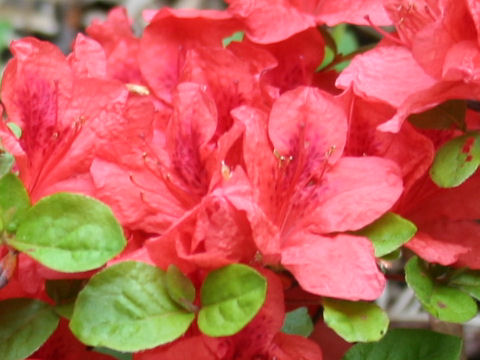 Rhododendron kaempferi var. kaempferi