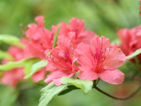 Rhododendron kaempferi var. kaempferi