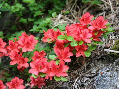 Rhododendron kaempferi var. kaempferi