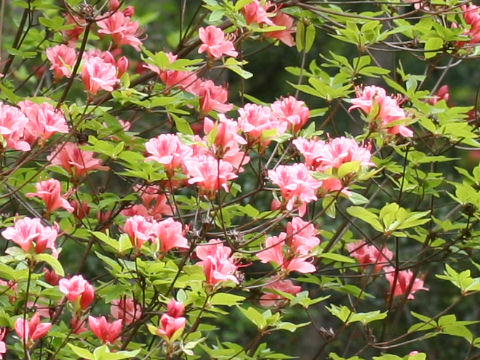 Rhododendron kaempferi var. kaempferi