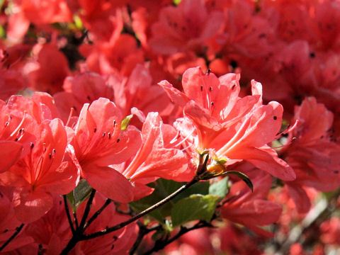 Rhododendron kaempferi var. kaempferi