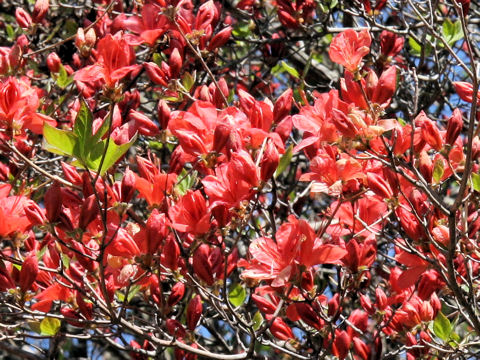 Rhododendron kaempferi var. kaempferi