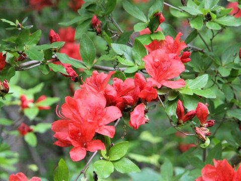 Rhododendron kaempferi var. kaempferi