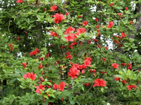 Rhododendron kaempferi var. kaempferi