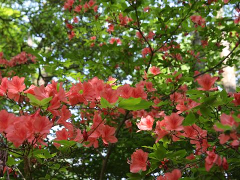 Rhododendron kaempferi var. kaempferi