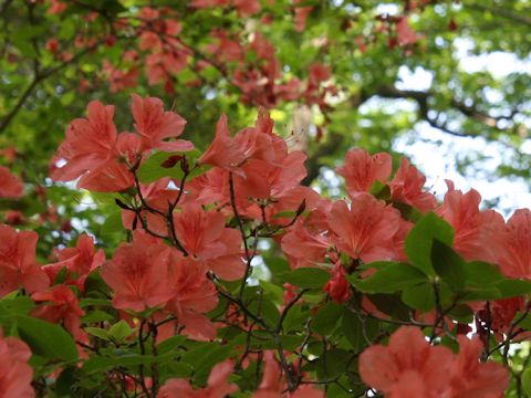 Rhododendron kaempferi var. kaempferi