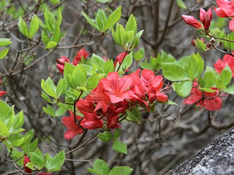 Rhododendron kaempferi var. kaempferi