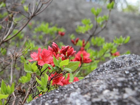 Rhododendron kaempferi var. kaempferi