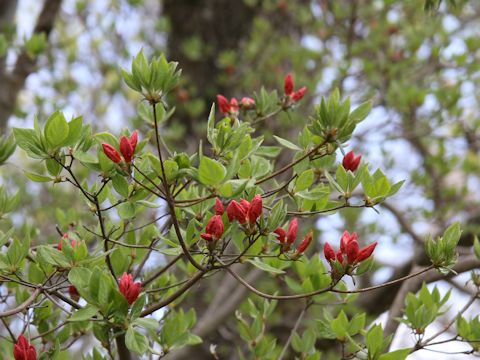 Rhododendron kaempferi var. kaempferi