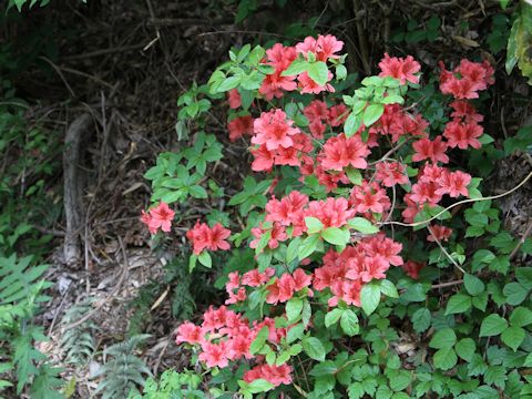 Rhododendron kaempferi var. kaempferi