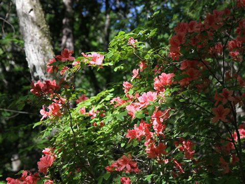 Rhododendron kaempferi var. kaempferi