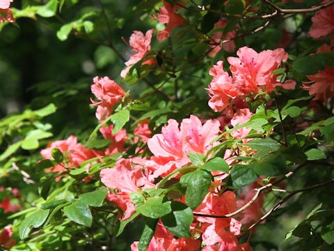 Rhododendron kaempferi var. kaempferi