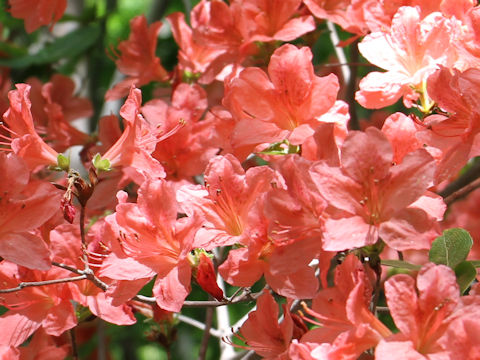 Rhododendron kaempferi var. kaempferi