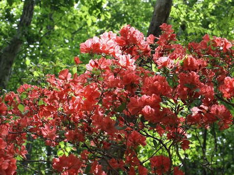 Rhododendron kaempferi var. kaempferi