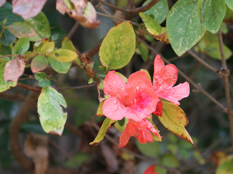 Rhododendron kaempferi var. kaempferi