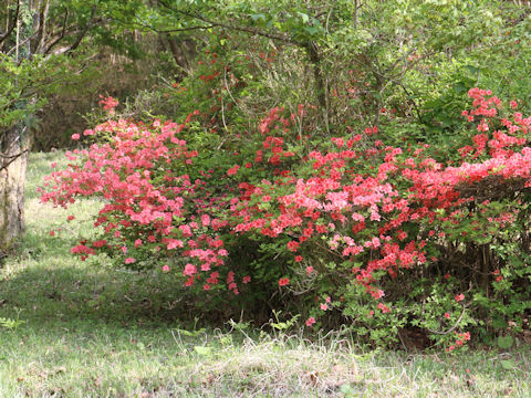 Rhododendron kaempferi var. kaempferi