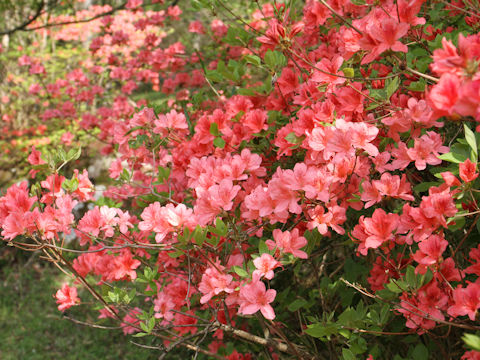 Rhododendron kaempferi var. kaempferi