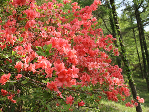 Rhododendron kaempferi var. kaempferi