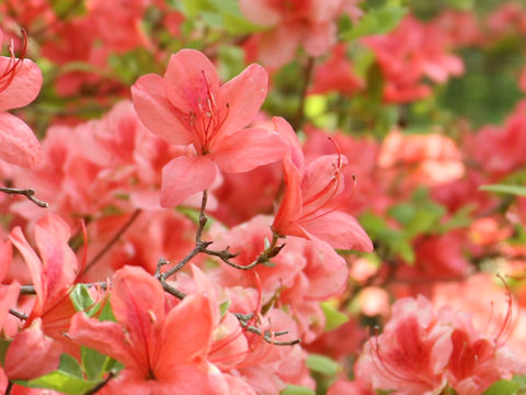 Rhododendron kaempferi var. kaempferi