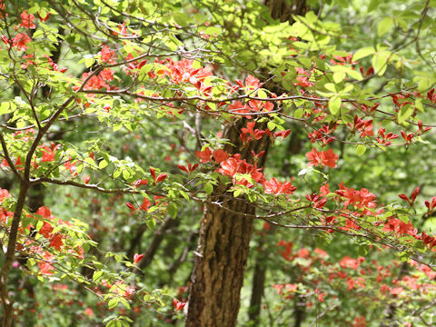 Rhododendron kaempferi var. kaempferi