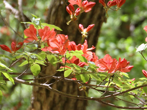 Rhododendron kaempferi var. kaempferi