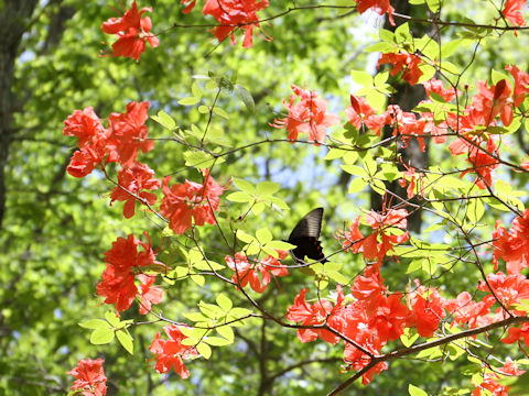 Rhododendron kaempferi var. kaempferi