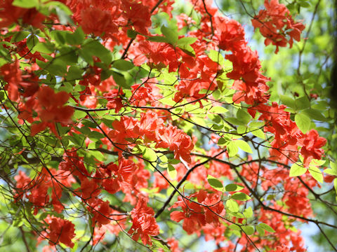 Rhododendron kaempferi var. kaempferi