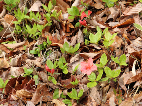 Rhododendron kaempferi var. kaempferi