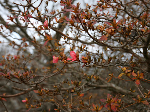 Rhododendron kaempferi var. kaempferi