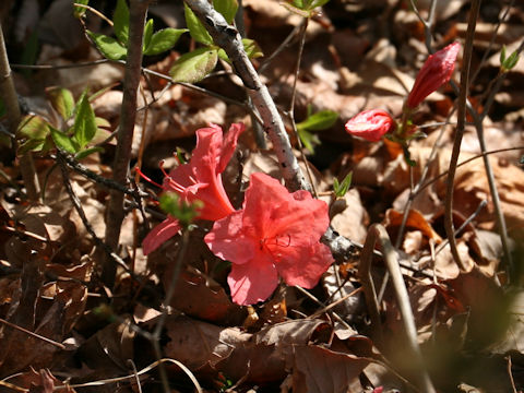 Rhododendron kaempferi var. kaempferi