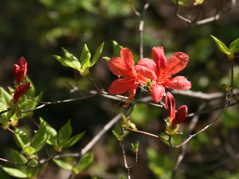 Rhododendron kaempferi var. kaempferi