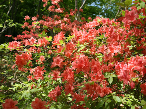 Rhododendron kaempferi var. kaempferi