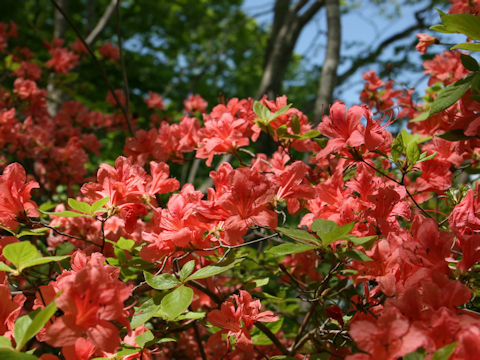 Rhododendron kaempferi var. kaempferi