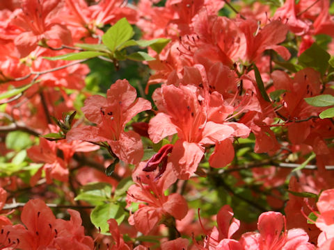 Rhododendron kaempferi var. kaempferi