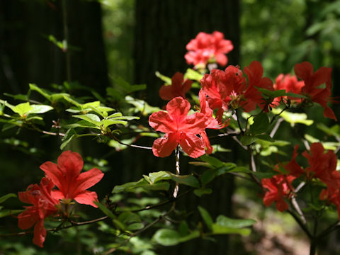 Rhododendron kaempferi var. kaempferi