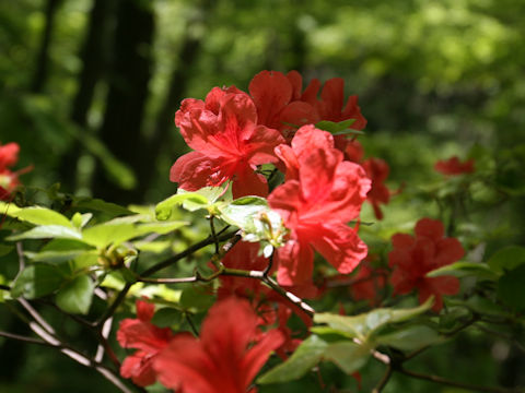 Rhododendron kaempferi var. kaempferi