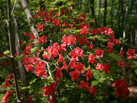 Rhododendron kaempferi var. kaempferi