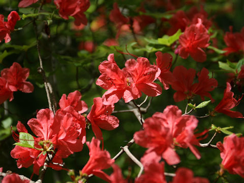 Rhododendron kaempferi var. kaempferi