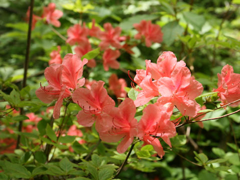 Rhododendron kaempferi var. kaempferi