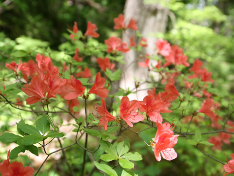 Rhododendron kaempferi var. kaempferi