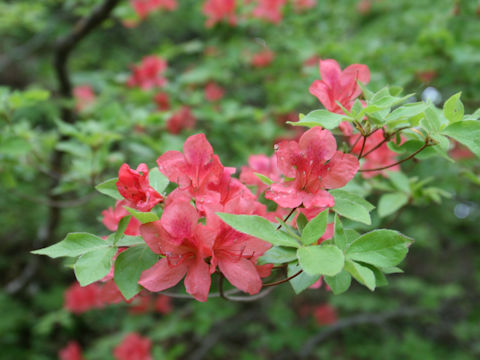 Rhododendron kaempferi var. kaempferi