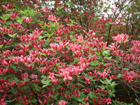 Rhododendron kaempferi var. kaempferi