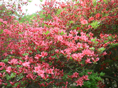 Rhododendron kaempferi var. kaempferi