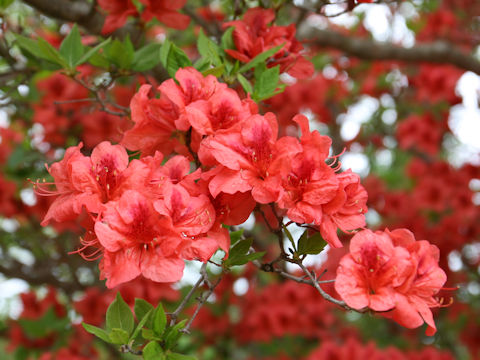 Rhododendron kaempferi var. kaempferi