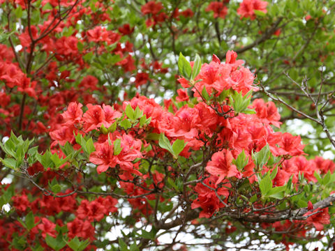 Rhododendron kaempferi var. kaempferi