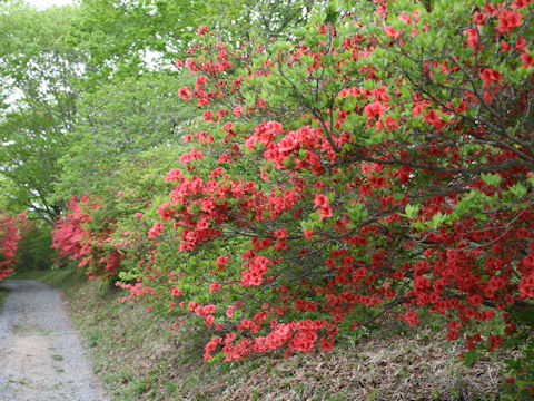 Rhododendron kaempferi var. kaempferi