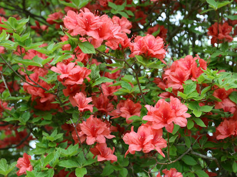 Rhododendron kaempferi var. kaempferi